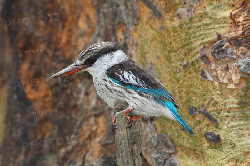 Striped Kingfisher (Halcyon chelicuti), Lake Nakuru, Kenya