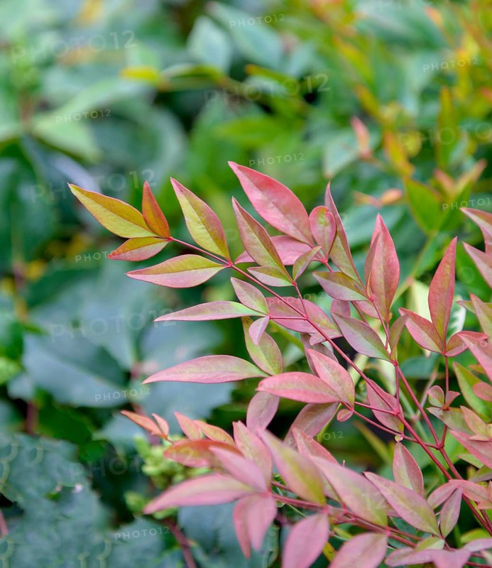 Sky bamboo (Nandina domestica 'Gulf Stream'), BS Sämann, Germany