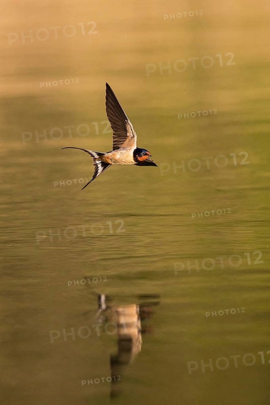 Barn Swallow (Hirundo rustica) flying over water, Baden-Wuerttemberg, Germany