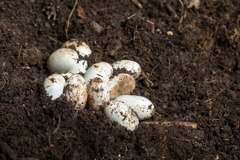 Grass Snake, Natrix Natrix, Grass Snake, Clutch, Critters, Eggs, Reptilia, Reptiles, Ringed Snakes, Snakes, Water Snakes