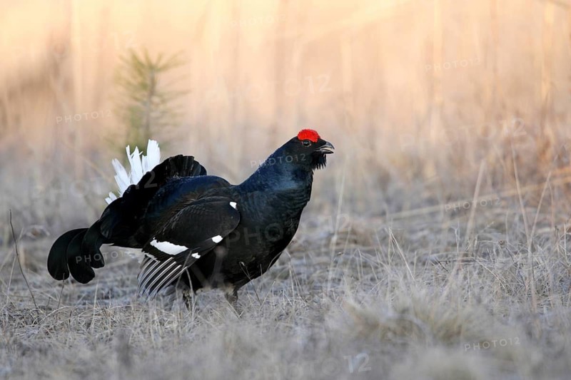 Black Grouse (Lyrurus tetrix) male, Nizhegorodskaya, Russia