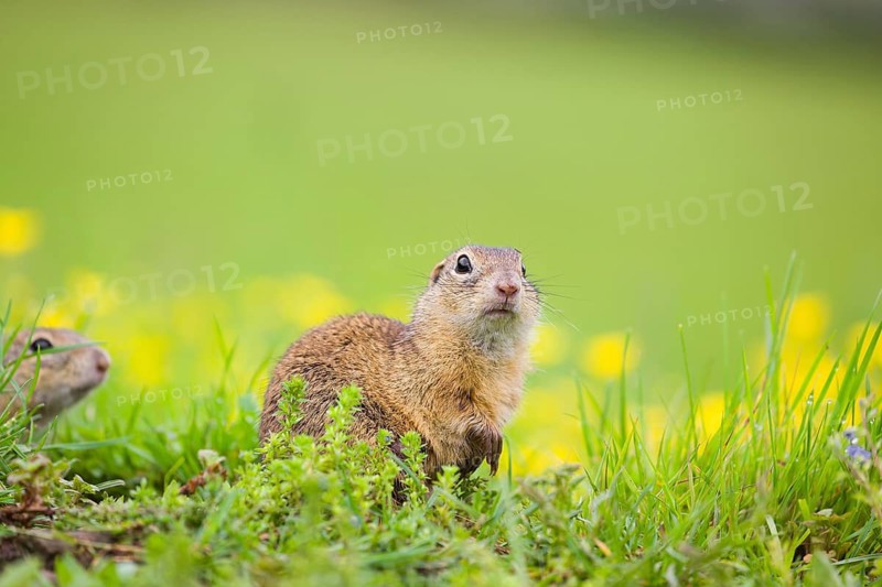 An adult European ground squirrel (Spermophilus citellus) or European souslik sits in green gras next to a flowering Ranunculus