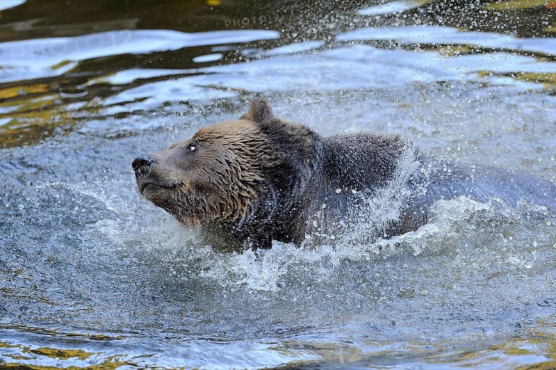 A bear splashing and playing in the river water, Eurasian brown bear (Ursus arctos arctos), Bavarian Forest National Park