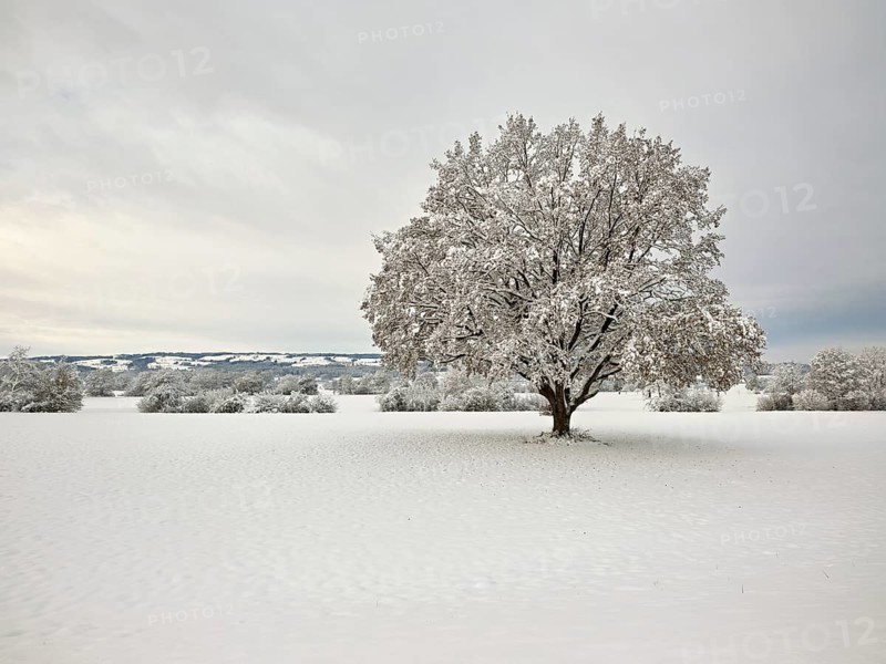 English oak (Quercus robur), with autumn-coloured leaves in the snow, Birri, Freiamt, Canton Aargau, Switzerland
