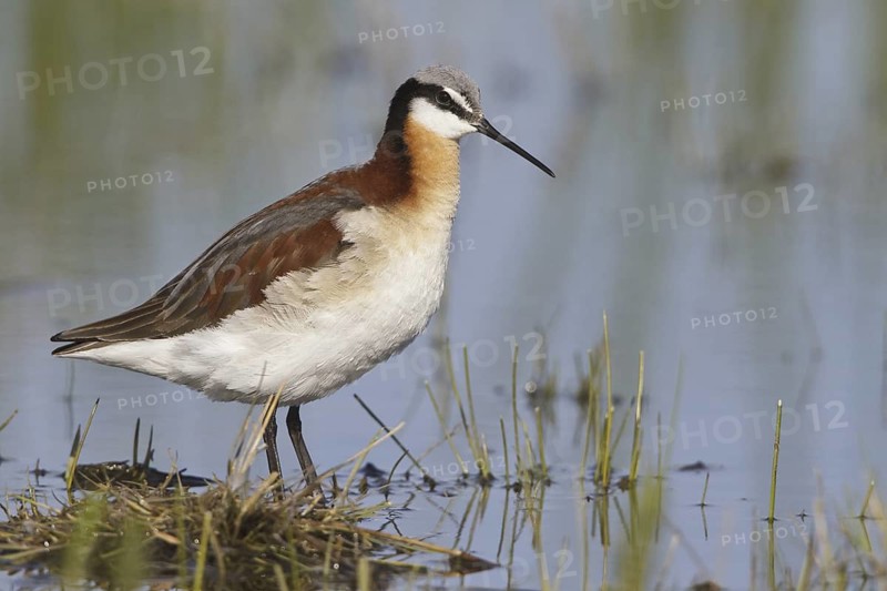 Wilson's Phalarope (Phalaropus tricolor), Alberta, Canada