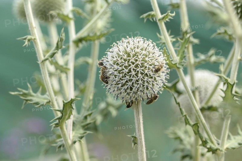 Spherical thistle (Echinops sphaerocephalus), Sarastro Stauden, Ort im Innkreis, Upper Austria, Austria