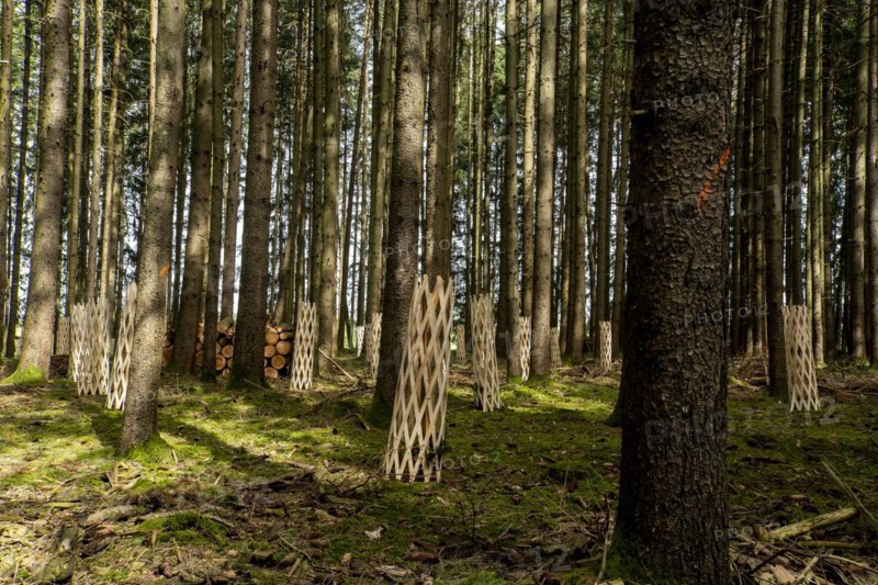 Tree protection against game browsing in the forest, Unterallgäu, Bavaria