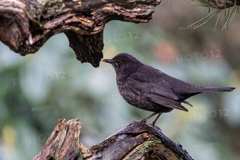 Blackbird (Turdus merula), Emsland, Lower Saxony, Germany