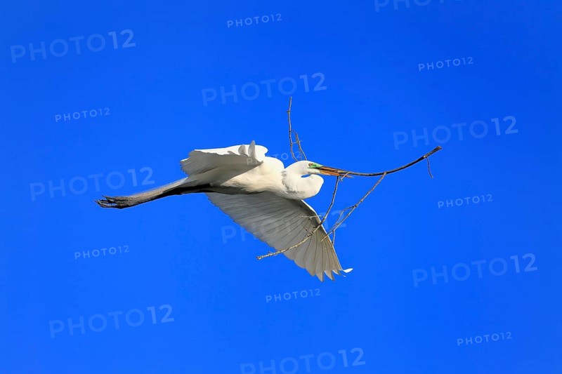 Great Egret (Ardea alba), adult, flying, with nesting material, St. Augustine, Florida, USA, North America
