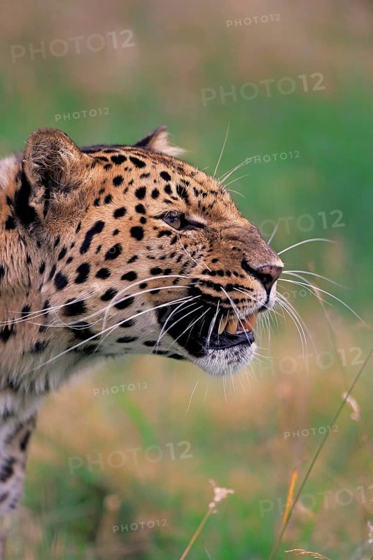 Amur leopard (Panthera pardus orientalis), adult snarling, portrait