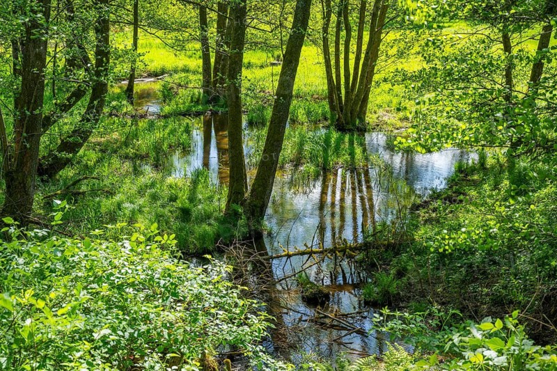 Water flowing through the forest in the hunt s by Turn and Taxis in early summer near Regensburg, Upper Palatinate, Bavaria, Germany