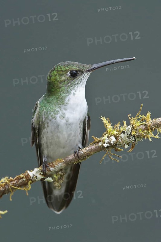 White-bellied Hummingbird (Amazilia chionogaster), Abra Patricia Protected Area, Peru