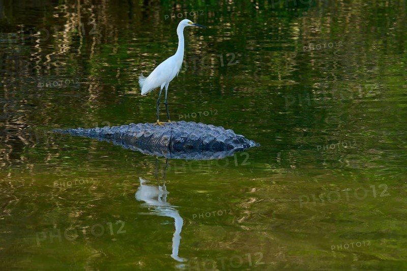 A bird in white plumage balances on a crocodile swimming in the water, Great Blue Heron (Egretta thula), American Alligator (Alligator mississippiensis), Orlando, Florida, USA