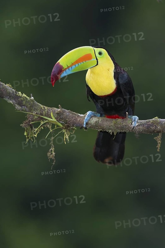Keel-billed Toucan (Ramphastos sulfuratus), Costa Rica