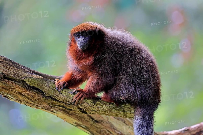 Coppery titi (Plecturocebus cupreus, Syn.: Callicebus cupreus), adult, alert, tree trunk, South America