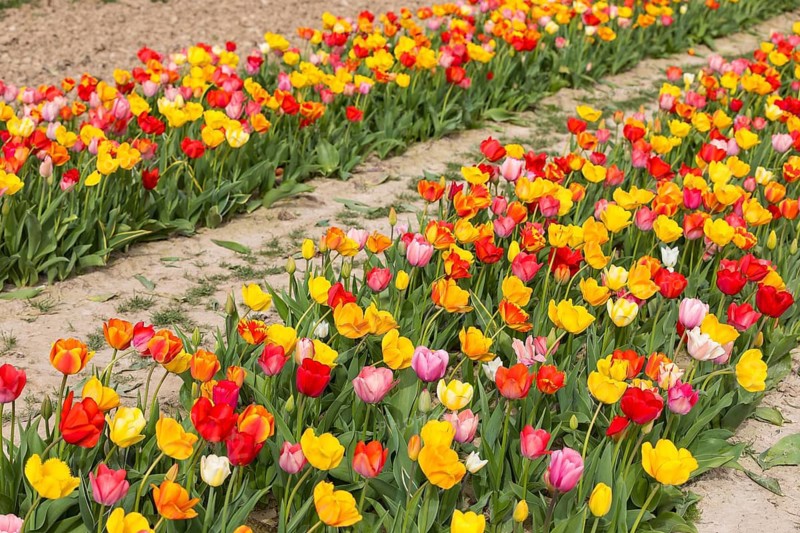 Colourful blooming tulips (tulpia) in a field for self-cutting flowers in Katzenberg, Nossen, Saxony, Germany
