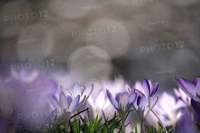 Crocus blossom with beautiful bokeh, early March, Germany