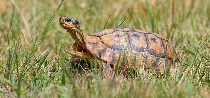 Africa, South Africa, African beaked tortoise, (Chersina angulat), Angulate tortoise, Reptile, Reptiles, Turtle, Harold Porter National Botanical Gardens, Betty's Bay, Western Cape