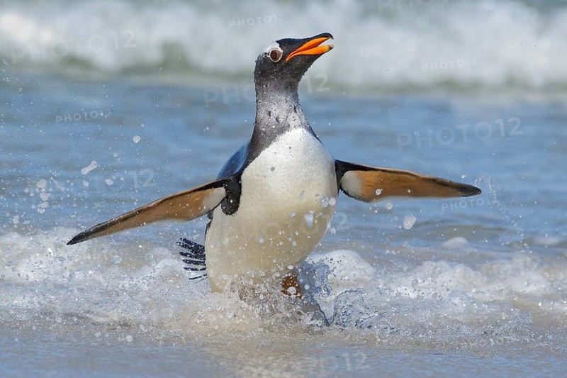Gentoo Penguin (Pygoscelis papua) along the shoreline in the Falkland Islands