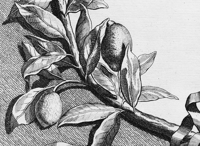 Lemons hanging on branches, detail title page, copper engraving or copper etching by Johann Christoph Volkamer or Volckamer, from Nürnbergische Hesperides oder gründliche Beschreibung der Edlen Citronat, Citronen, und Pomerantzen-Früchte, Nuremberg 1708, 1714