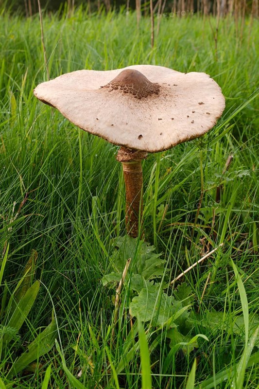 Giant umbrella mushroom in a meadow, parasol mushroom (Macrolepiota procera), mushroom, close-up, Emsland, Lower Saxony, Germany
