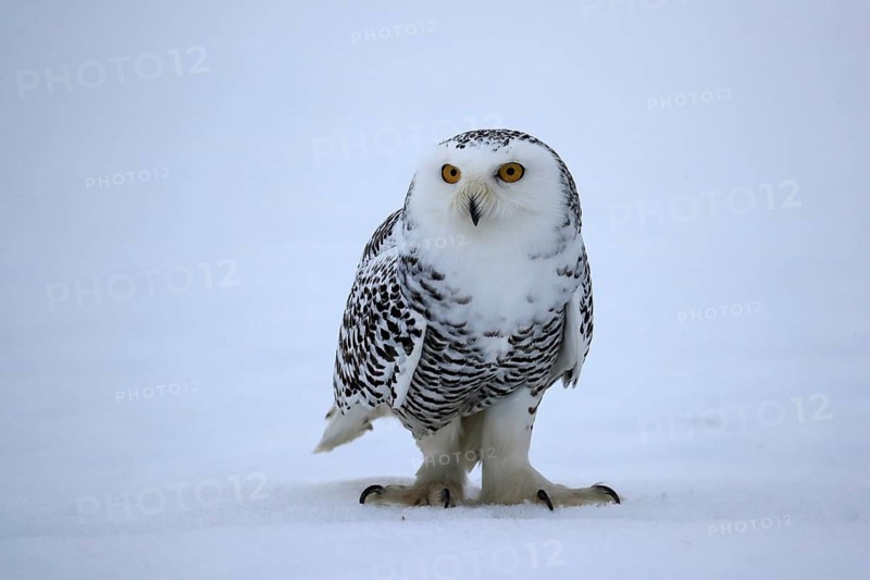 Snowy owl (Nyctea scandiaca), snowy owl, adult, alert, in the snow, foraging, in winter, Bohemian Forest, Czech Republic