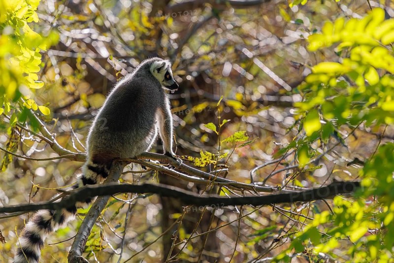 A ring-tailed lemur (Lemur catta) sits high up in a tree on a branch between fresh green leaves
