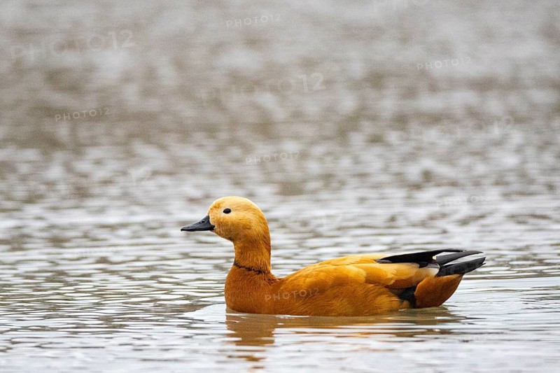 Ruddy shelduck (Tadorna ferruginea) Germany