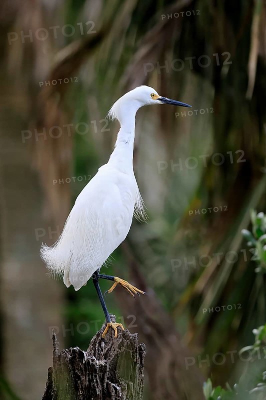 Great Egret (Egretta thula), adult, in breeding plumage, during breeding season, perch, St. Augustine, Florida, North America, USA