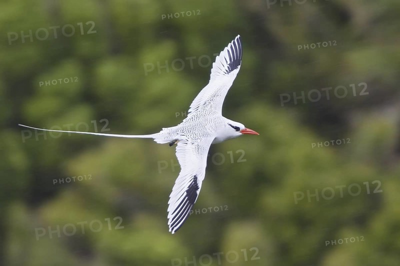 Red-billed Tropicbird (Phaethon aethereus) flying, Trinidad and Tobago