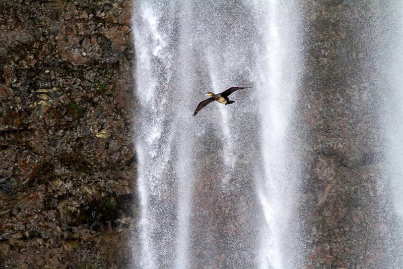 Great Cormoran (Phalacrocorax carbo) flying in front of waterfall, Iceland
