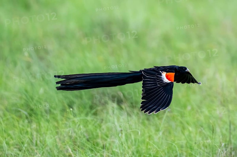 Long-tailed widowbird (Euplectes progne) in flight, South Africa