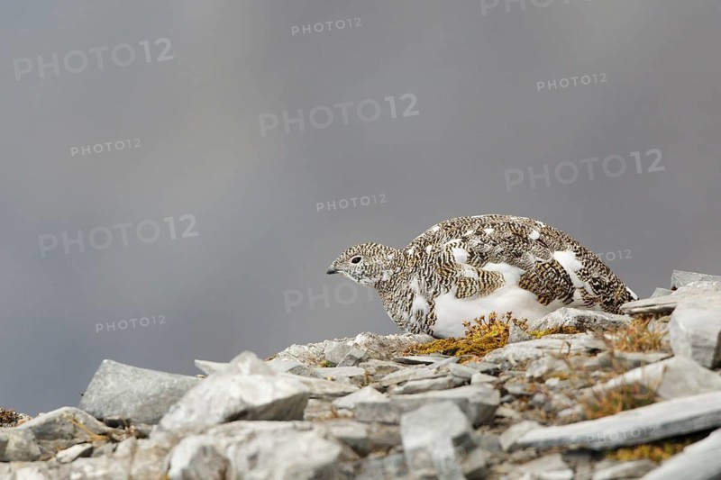 Rock Ptarmigan (Lagopus muta), Grisons, Switzerland
