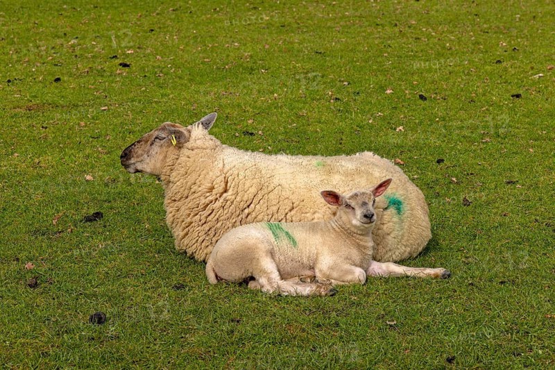 Ewe and lamb lying next to each other and recedles, sheep pasture, public footpath, Moreton-in-Marsh, Cotswolds, England, Great Britain