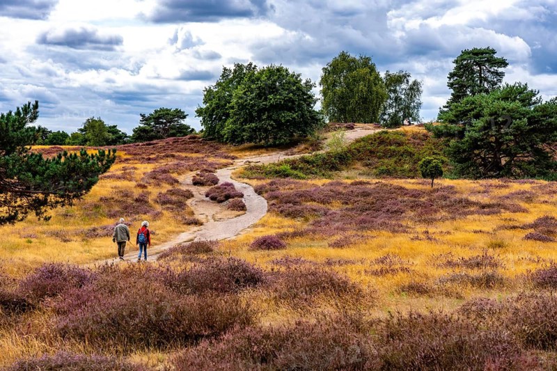 Westruper Heide, in the Hohe Mark Westmünsterland nature park Park, near Haltern am See, heather blossom, North Rhine-Westphalia, Germany