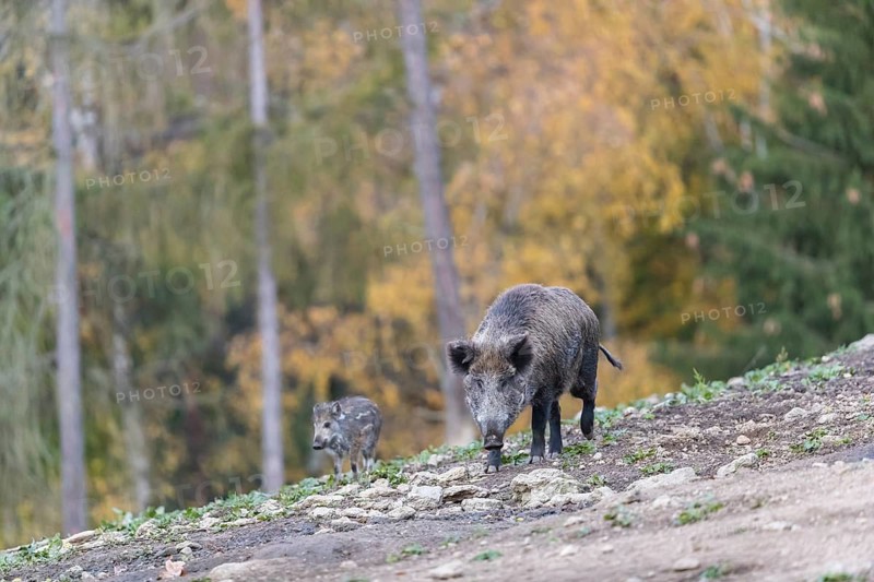One wild boar or wild pig (Sus scrofa), walking over an opening in early morning light, searching for food, with an autumnal colored forest in the background