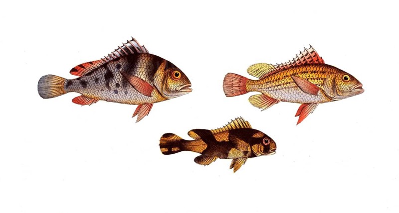 Fish, fish, top left: Anthias maculatus, the maculated grunt. top right: Anthia lineatus, the lineated grunt. bottom: Anthia orientalis, der Mulatte, the Mongrel, Historic, digitally restored reproduction from a 19th century original, Record date not stated