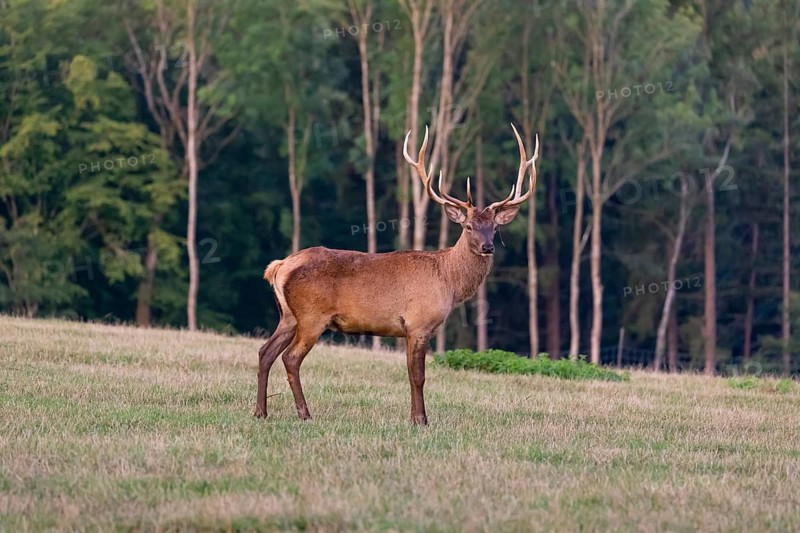 One Altai maral stag, Altai wapiti or Altai elk (Cervus canadensis sibiricus) stands on a meadow in the first light of the day