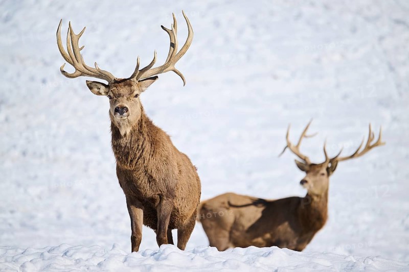 Red deer (Cervus elaphus) stag on a snowy meadow in the mountains in tirol, Kitzbühel, Wildpark Aurach, Austria
