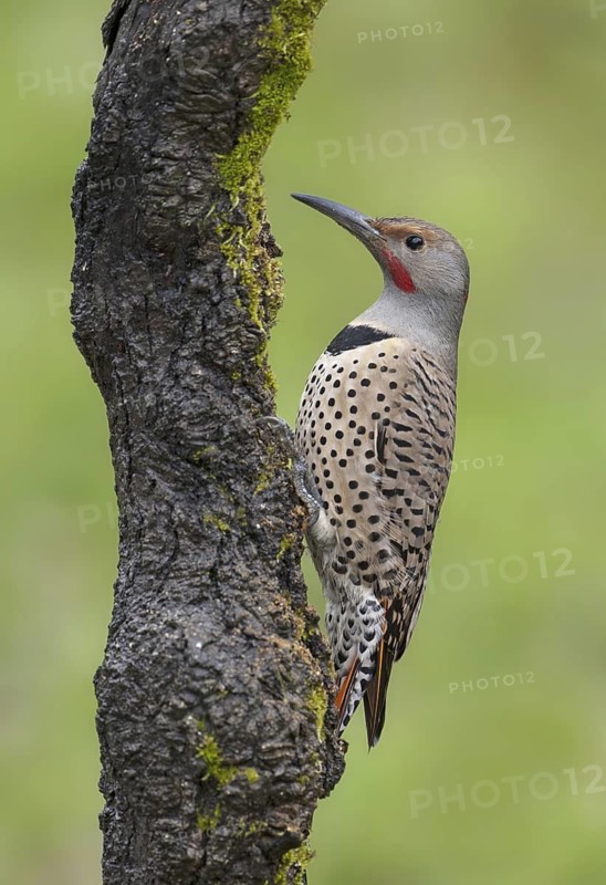 Northern Flicker (Colaptes auratus), British Columbia, Canada