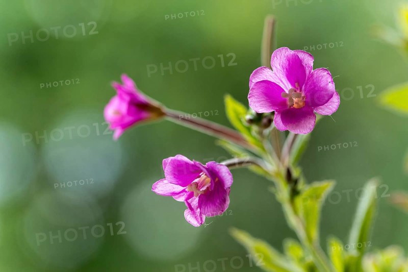 Evening primrose, onagraceae, coarse-haired willowherb, shaggy fireweed, epilobium hirsutum, flora, great hairy willowherb, hairy willowherb, plants, plants, fireweed