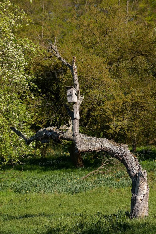 Death, cultivated landscape, high size, portrait format, cultivated landscape, landscape, meadow orchard, orchard, dead wood, decay, decay