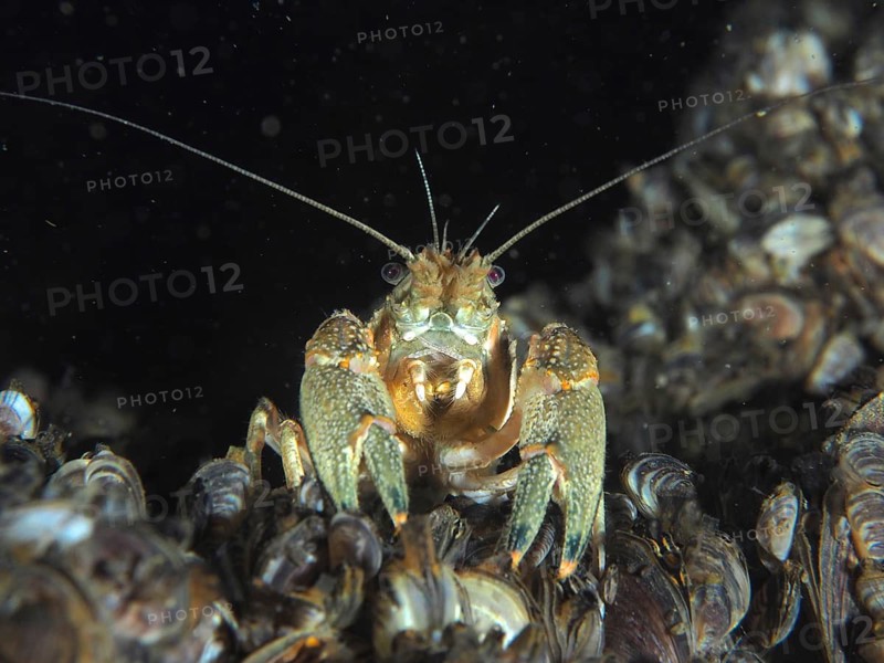 An American crayfish (Faxonius limosus), an invasive species, looks into the camera, surrounded by quagga mussels (Dreissena rostriformis bugensis), an invasive species, at the Wildsau dive site, Berlingen, Lake Constance, Switzerland, Germany