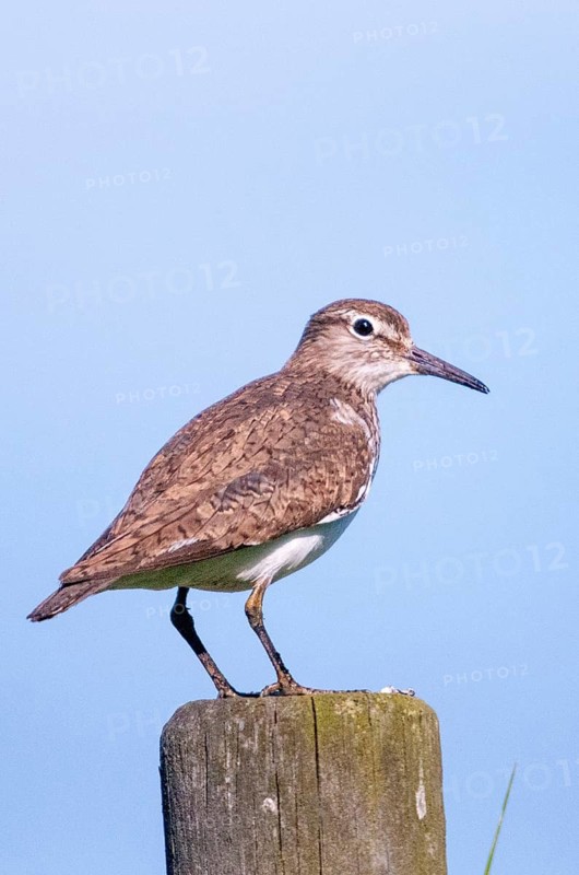 Actitis hypoleucos, common sandpiper, sandpiper Sweden, birds, charadriiformes, high size, portrait, limikolen, snipe birds, scolopacidae, Sweden, birds, waders, waders, Öland