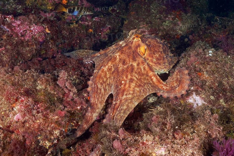 A camouflaged octopus, the Common Octopus (Octopus vulgaris), rests on a colourful reef at the Cap de Creus Marine Reserve dive site, Rosas, Costa Brava, Spain, Mediterranean Sea