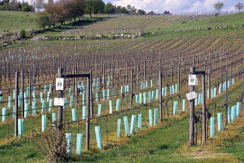 Vineyard with pillars and young vines on hilly terrain, Kivik, Skåne län, Sydostleden, Sweden