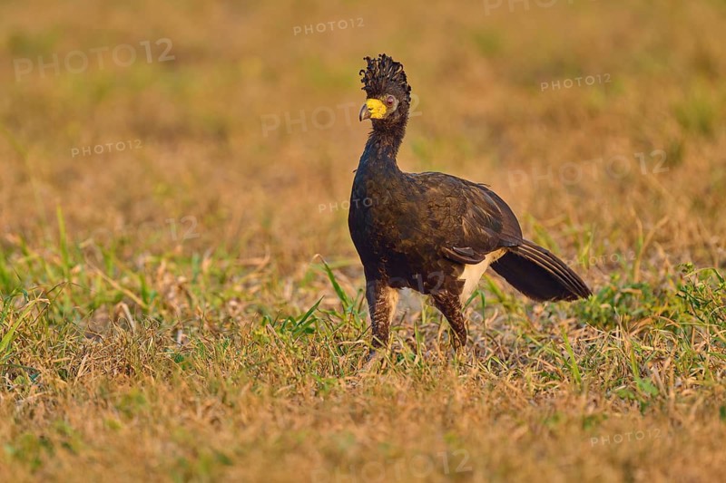 Bird with feathered cap standing quietly in a mildly lit meadow, Bare-faced Hokko (Crax fasciolata), Pantanal, Mato Grosso, Brazil