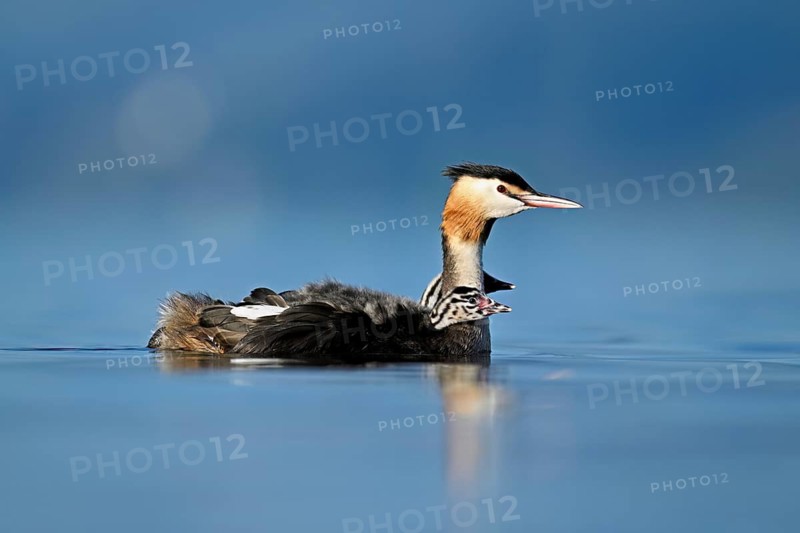 Great Crested Grebe (Podiceps Scalloped ribbonfish), with two chicks in plumage swimming in the water, Lake Zug, Canton Zug, Switzerland