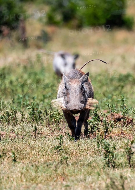 Warthog (Phacochoerus africanus) running with tail raised, Addo Elephant National Park, Eastern Cape, South Africa