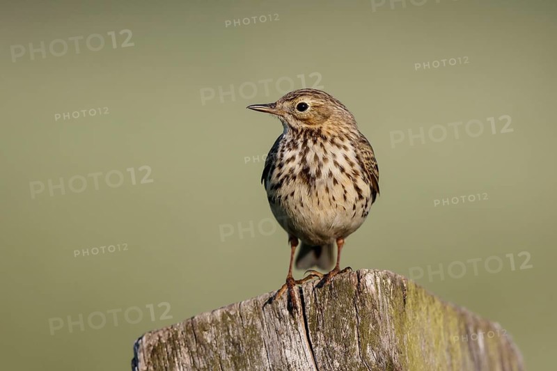 Meadow Pipit (Anthus pratensis) perched on pale, North Rhine-Westphalia, Germany